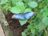 common blue morpho 2